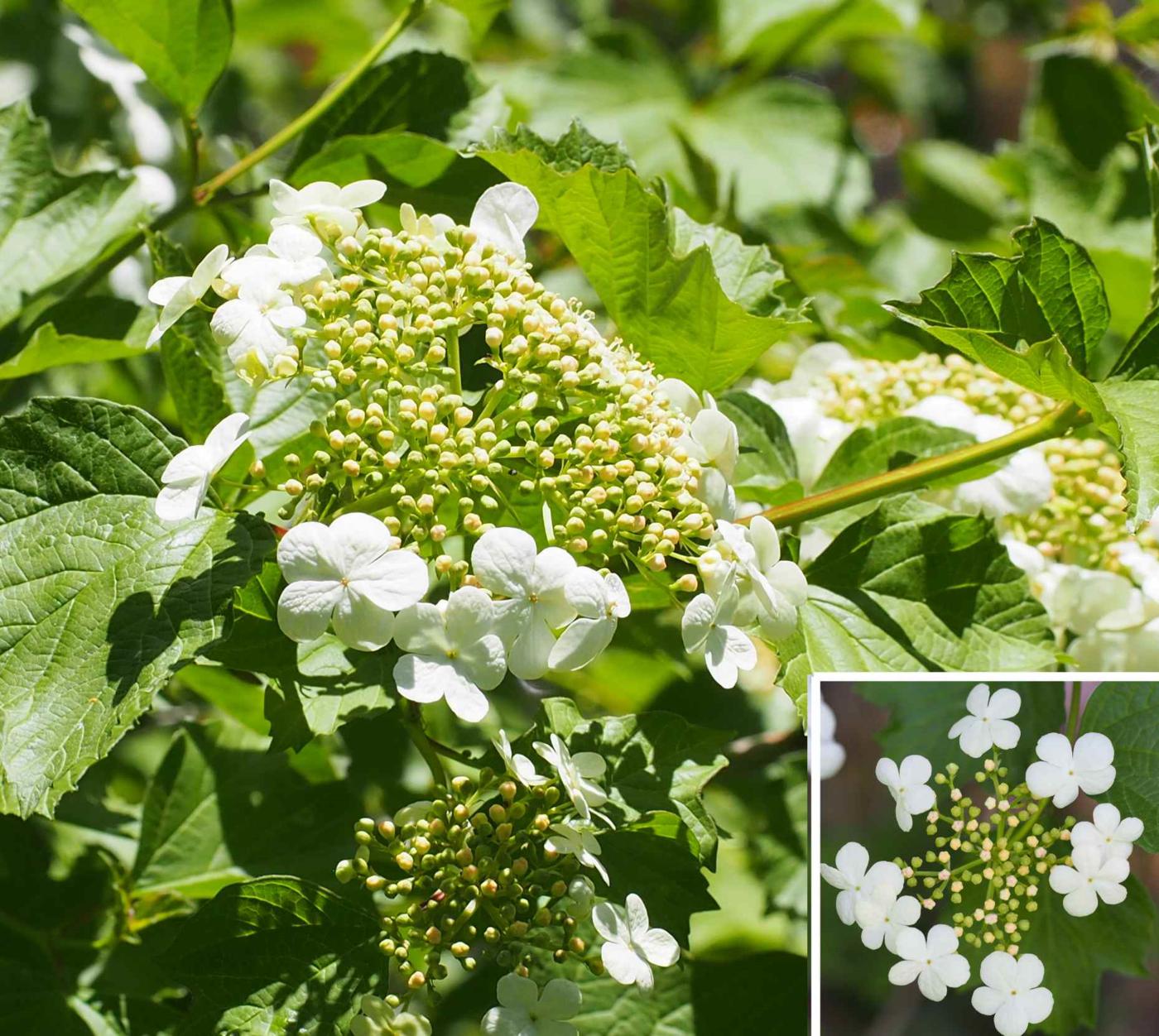 Guelder Rose flower